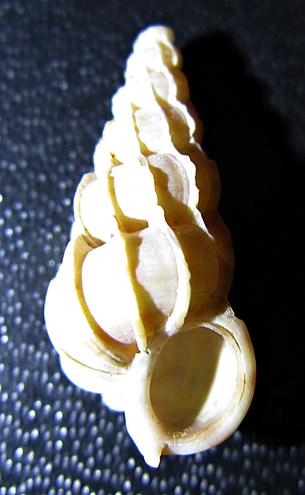 Gasteropodi in ripascimento alto Adriatico