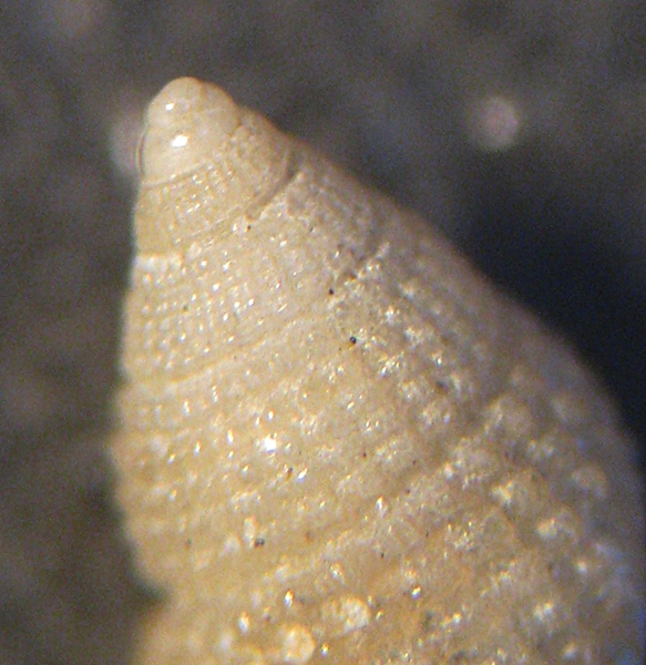 Esame di fine anno: Alvania