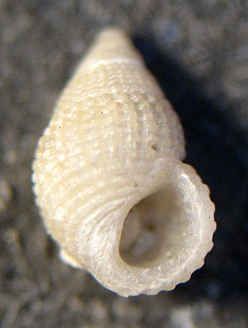 Esame di fine anno: Alvania