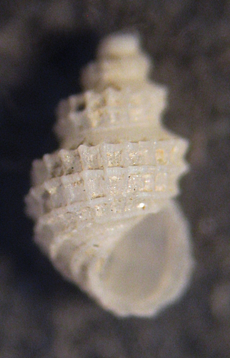 Esame di fine anno: Alvania