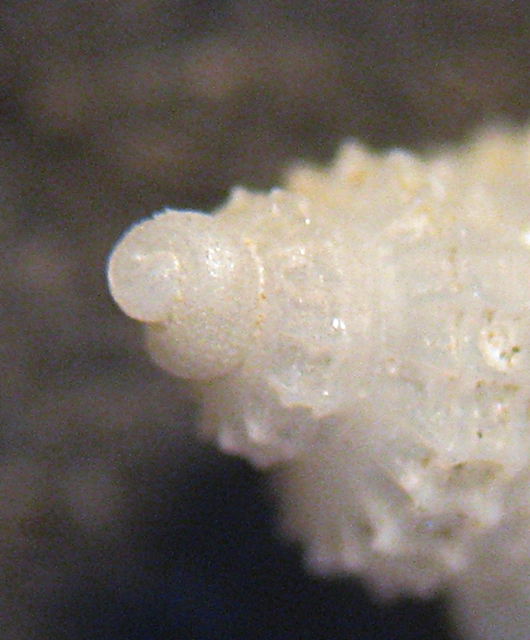 Esame di fine anno: Alvania