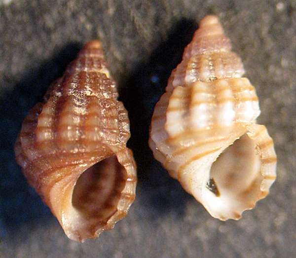 Esame di fine anno: Alvania