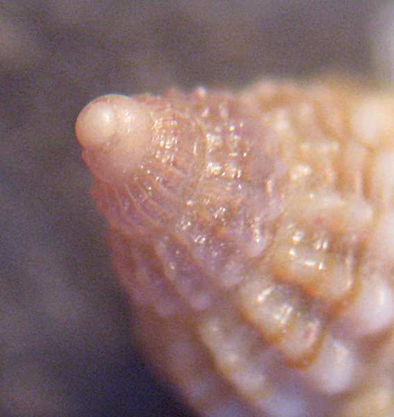 Esame di fine anno: Alvania