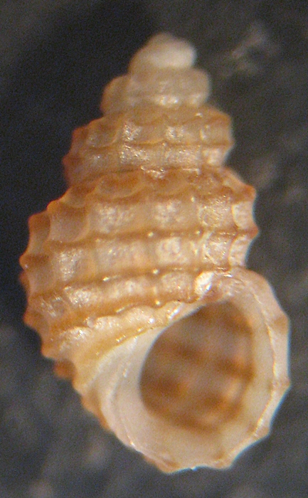 Esame di fine anno: Alvania