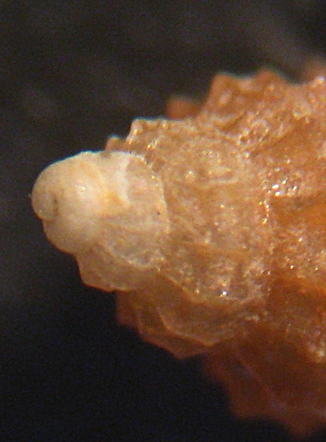 Esame di fine anno: Alvania