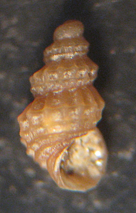 Esame di fine anno: Alvania