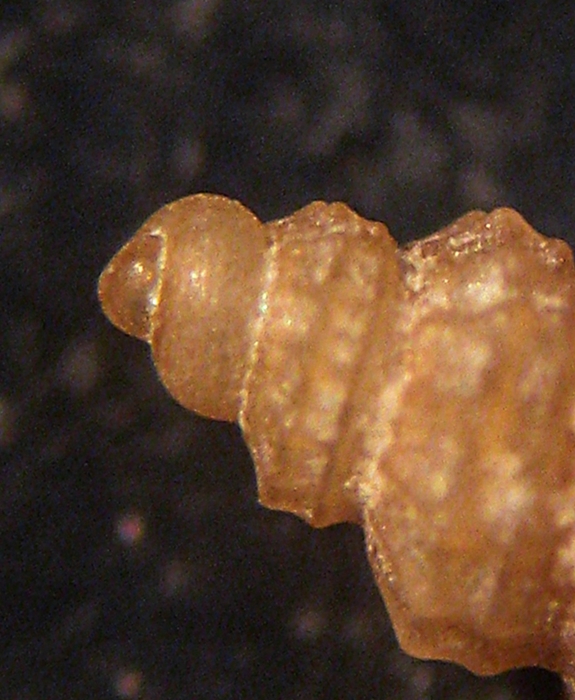 Esame di fine anno: Alvania