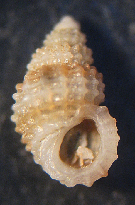 Esame di fine anno: Alvania