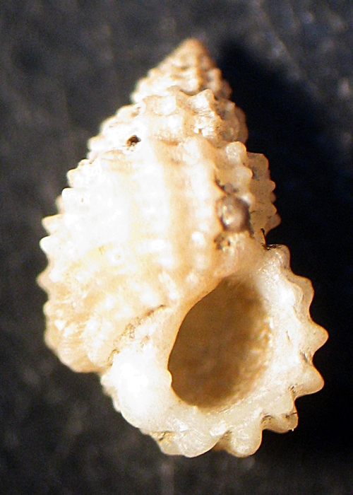 Esame di fine anno: Alvania