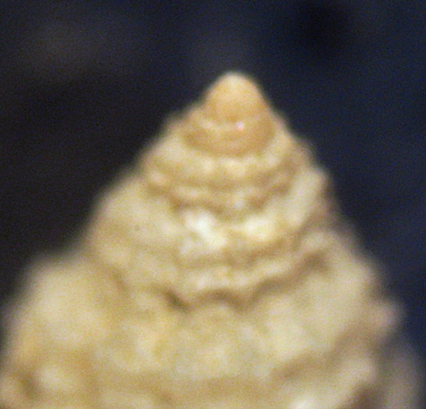 Esame di fine anno: Alvania