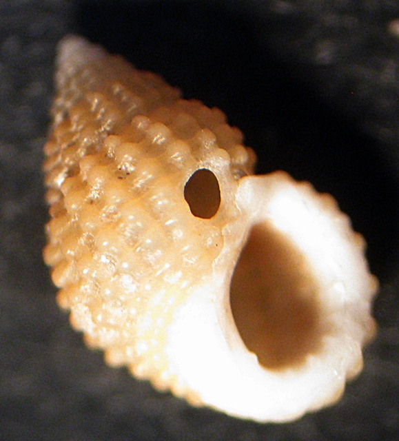 Esame di fine anno: Alvania