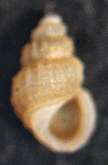 Esame di fine anno: Alvania