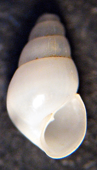 Esame di fine anno: Pyramidellidae ed Eulimidae