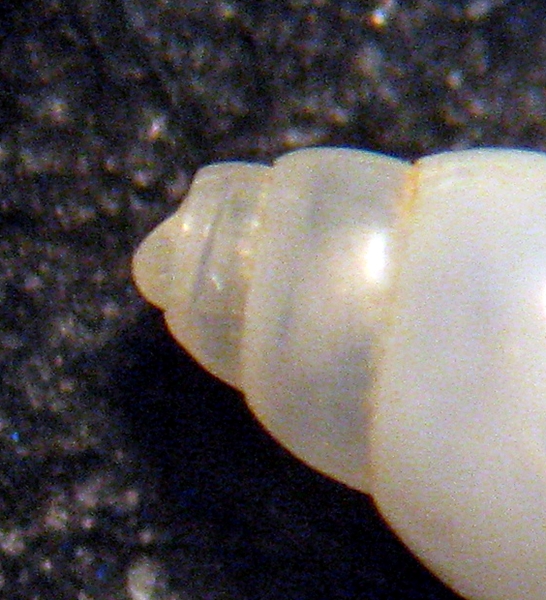 Esame di fine anno: Pyramidellidae ed Eulimidae