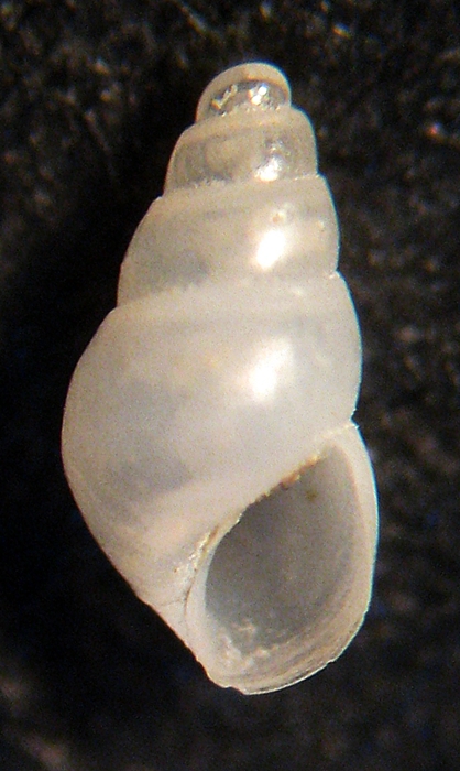 Esame di fine anno: Pyramidellidae ed Eulimidae