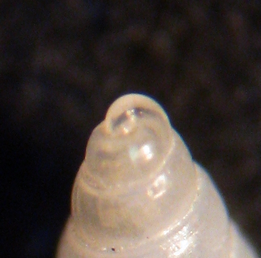 Esame di fine anno: Pyramidellidae ed Eulimidae