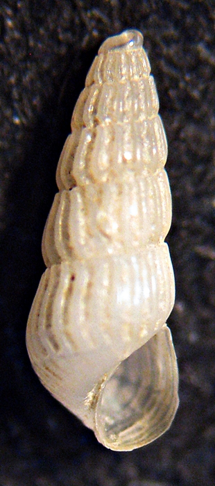 Esame di fine anno: Pyramidellidae ed Eulimidae