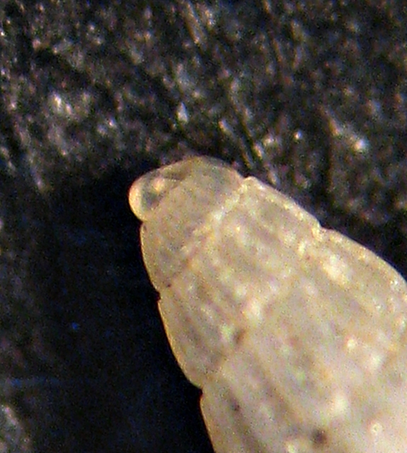 Esame di fine anno: Pyramidellidae ed Eulimidae