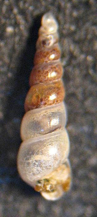 Esame di fine anno: Pyramidellidae ed Eulimidae