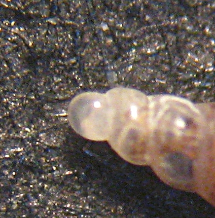 Esame di fine anno: Pyramidellidae ed Eulimidae