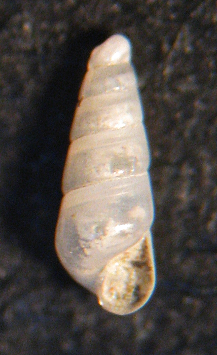 Esame di fine anno: Pyramidellidae ed Eulimidae