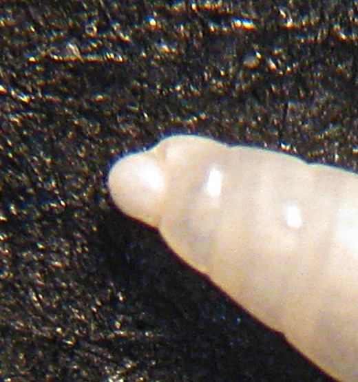 Esame di fine anno: Pyramidellidae ed Eulimidae