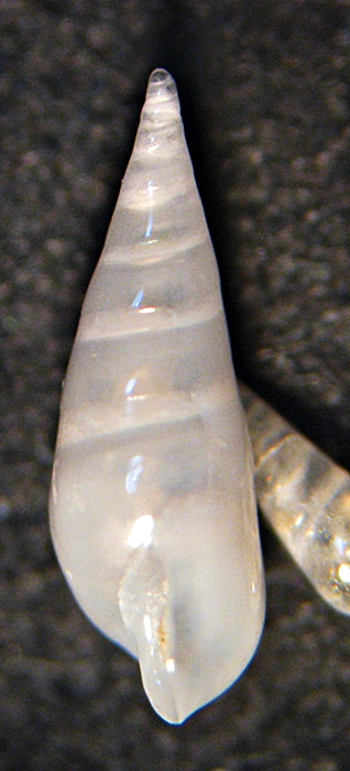 Esame di fine anno: Pyramidellidae ed Eulimidae