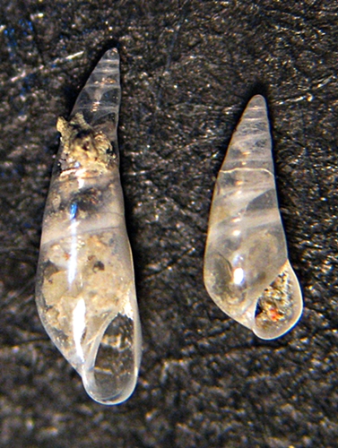 Esame di fine anno: Pyramidellidae ed Eulimidae