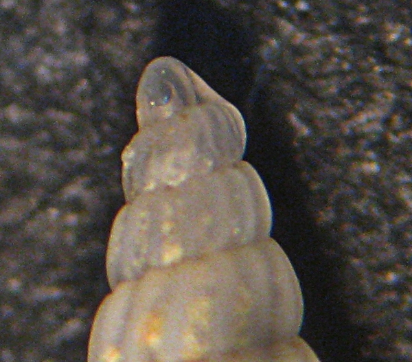 Esame di fine anno: Pyramidellidae ed Eulimidae