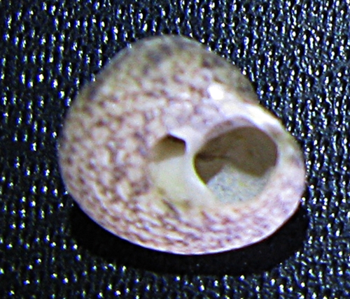 Gasteropodi in ripascimento alto Adriatico