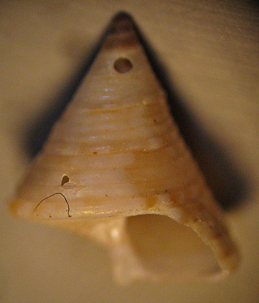 Gasteropodi in ripascimento alto Adriatico