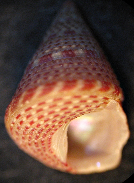 Gasteropodi in ripascimento alto Adriatico