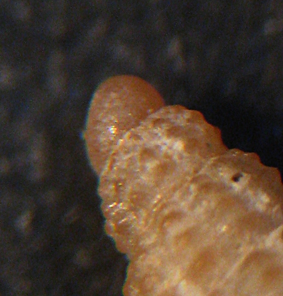 Chauvetia da Scilla -52m