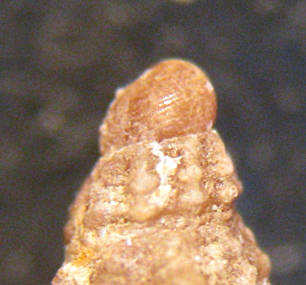 Chauvetia da Scilla -52m