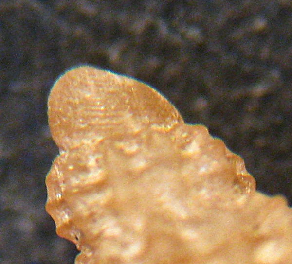 Chauvetia da Scilla -52m