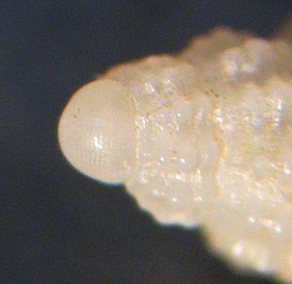 Chauvetia da Scilla -52m