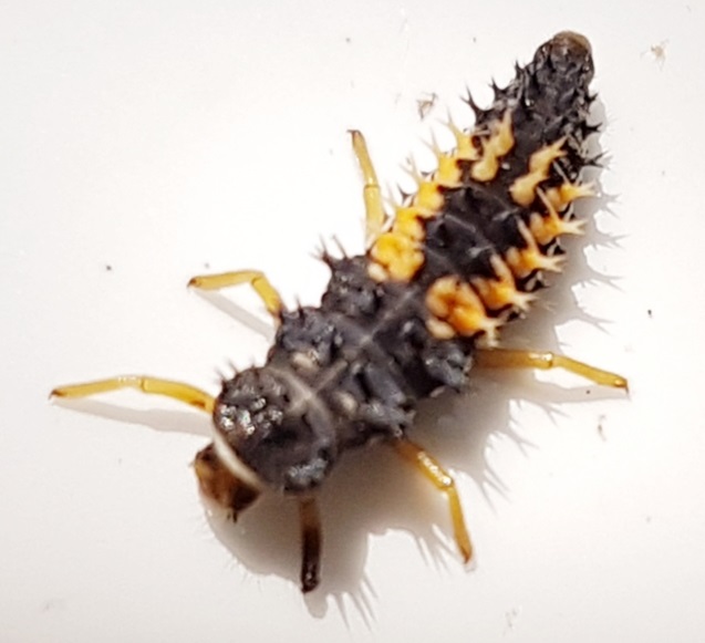 Larva di coccinella Harmonia axyridis