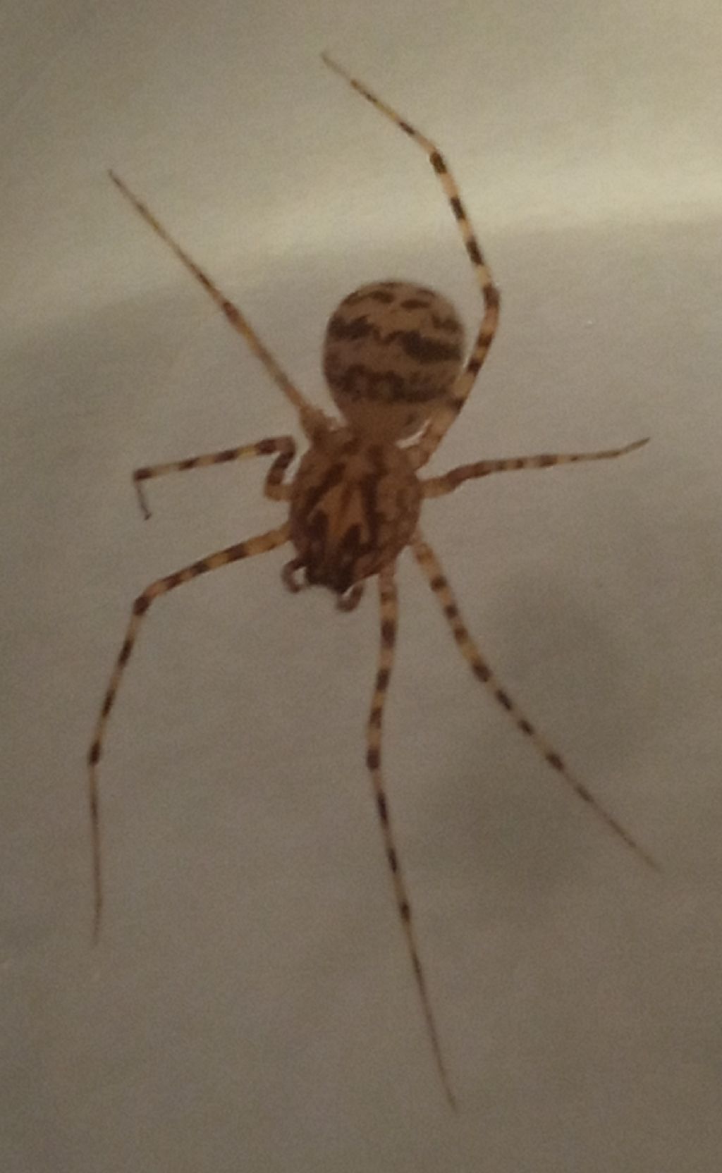 In ambiente domestico: Scytodes thoracica