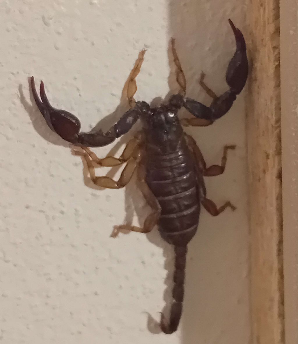 Si pu dire qualcosa in pi di Euscorpius?