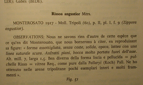 Rissoa per pivelli
