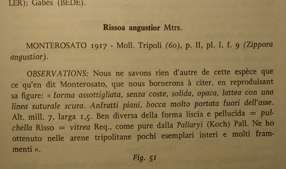 Rissoa per pivelli