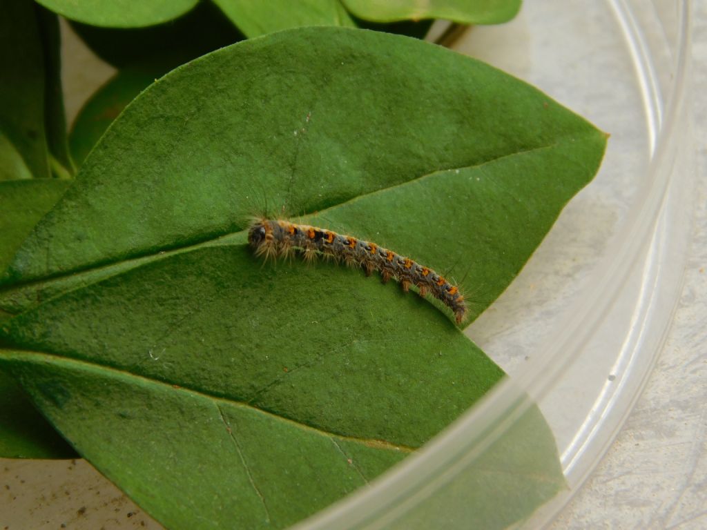 Identificazione bruco - Lasiocampa (Lasiocampa) quercus, Lasiocampidae