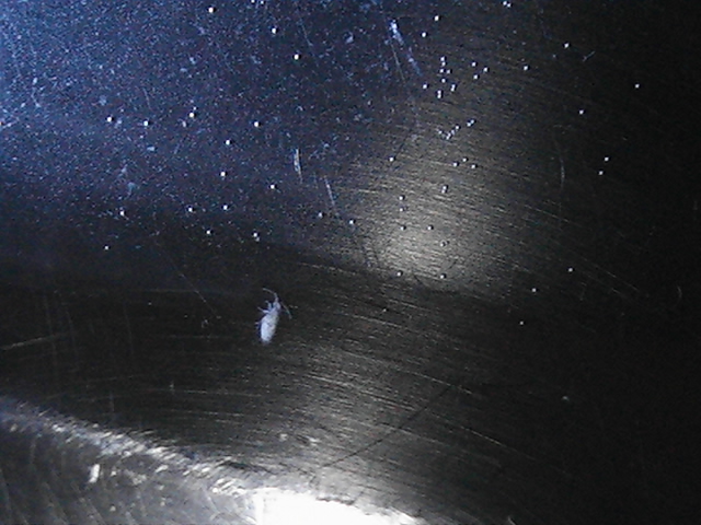 bianchicci, 2mm, 4 paia zampe, 2 antenne, corpo in 2 parti