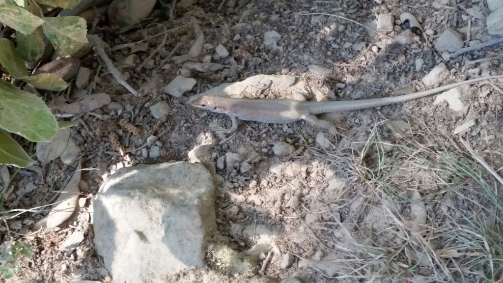 Lucertola campestre (Podarcis siculus), femmina