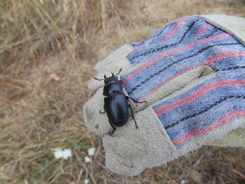 Bottled beetles