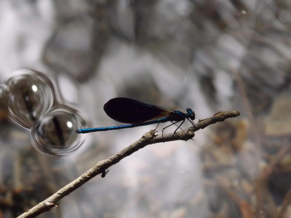 ID, pleaaase... Calopteryx virgo meridionalis