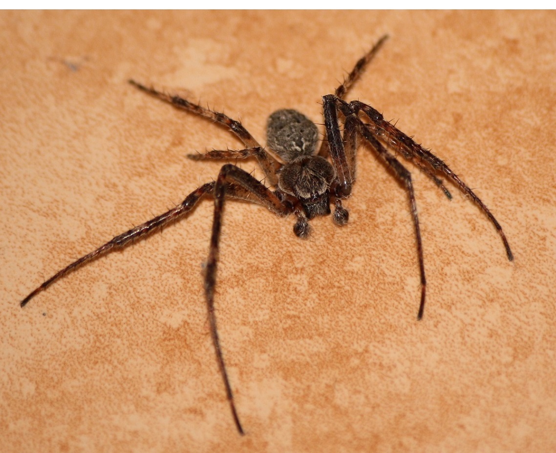 Ragno ceco: Larinioides ixobulus - Repubblica Ceca