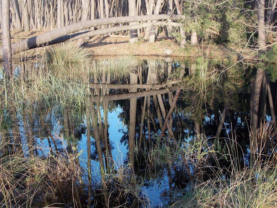 Tramonti e riflessi dal Parco di San Rossore