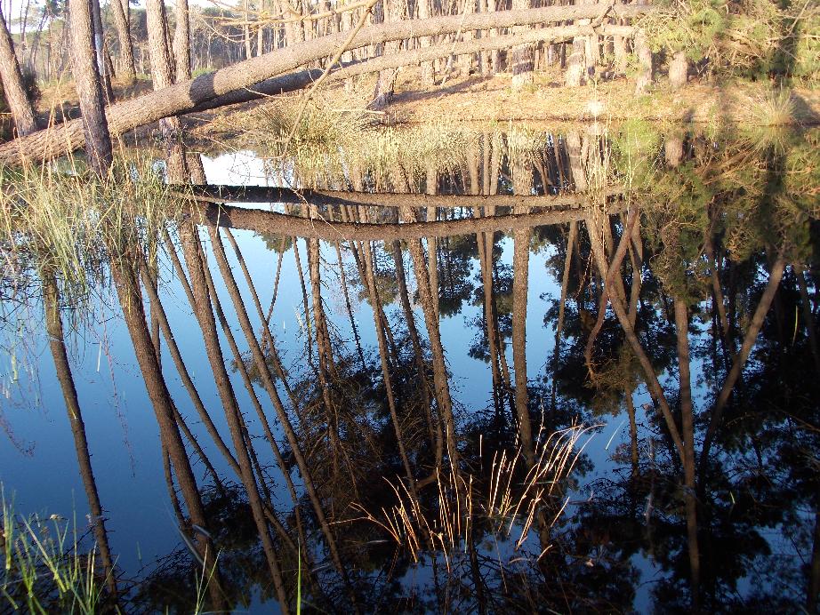 Tramonti e riflessi dal Parco di San Rossore