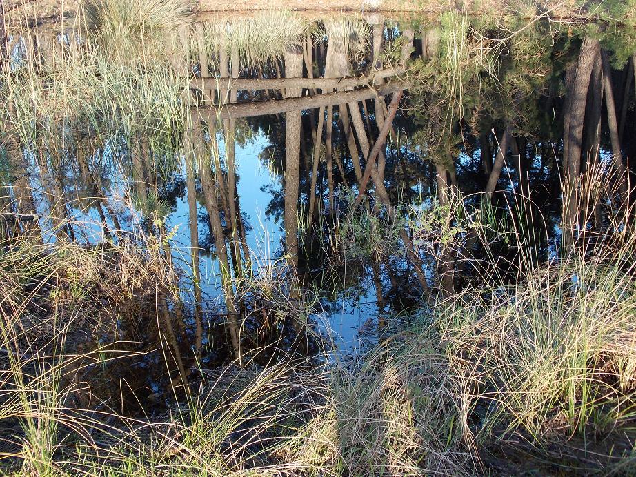 Tramonti e riflessi dal Parco di San Rossore
